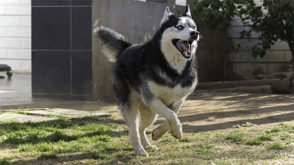A husky running