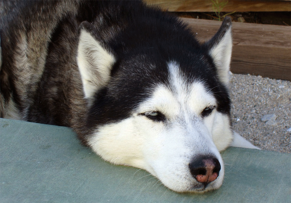 do huskies sleep a lot