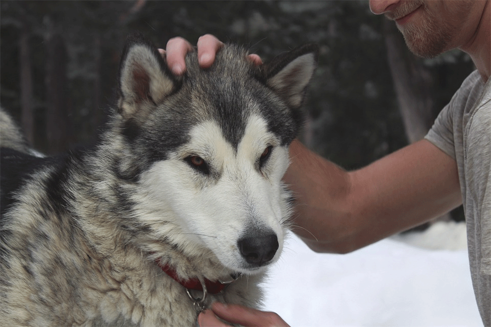 Do huskies like to sleep with their owners. Gif1