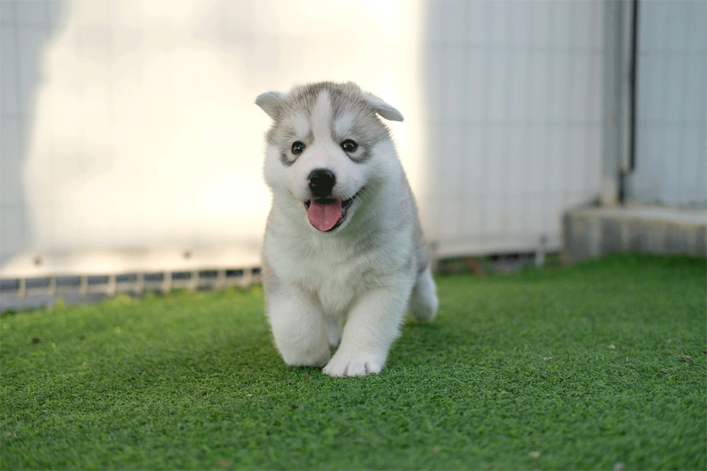 Do husky puppies bark a lot