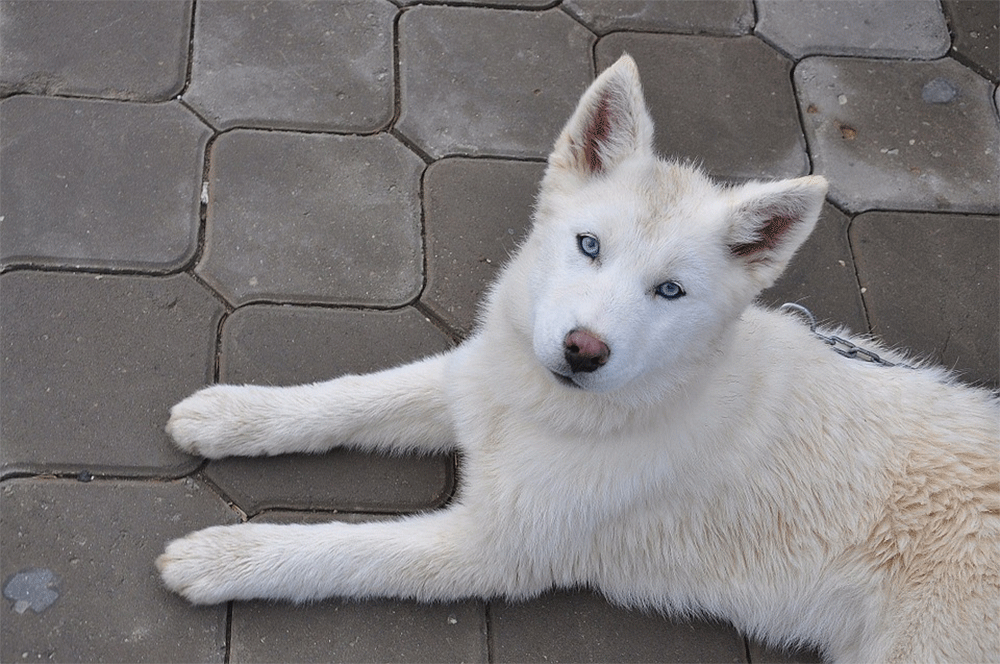 do siberian huskies bark a lot