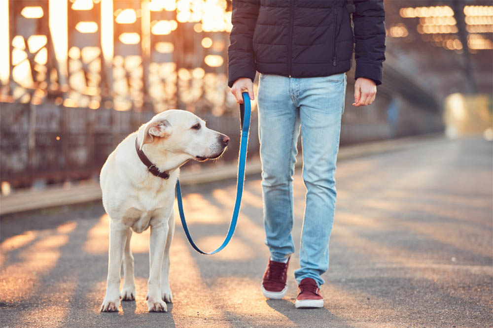 Do I Need To Walk My Dog Every Day? Answered! PetDT