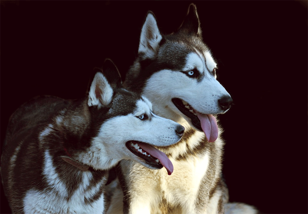 Do siberian huskies talk. Gif11