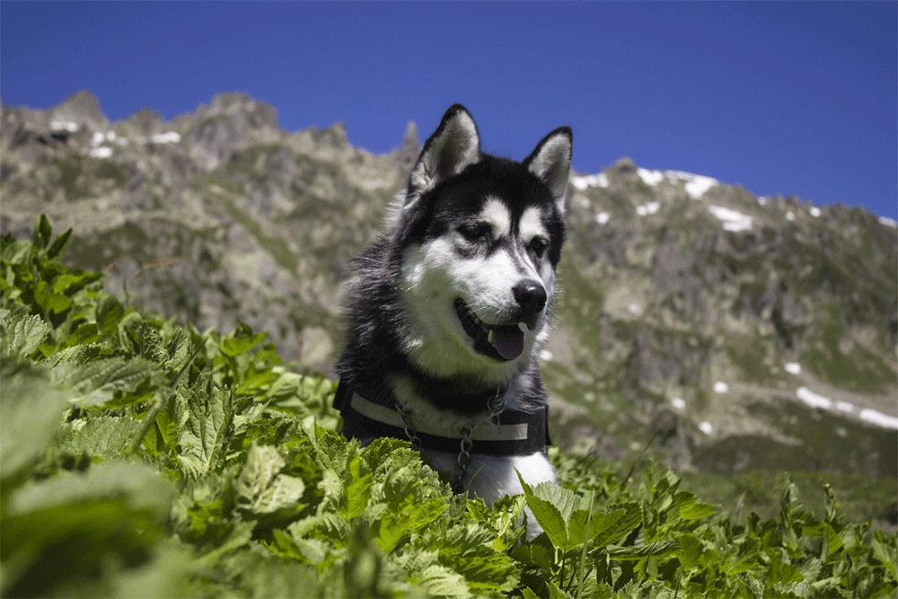 Do siberian huskies talk. Gif1