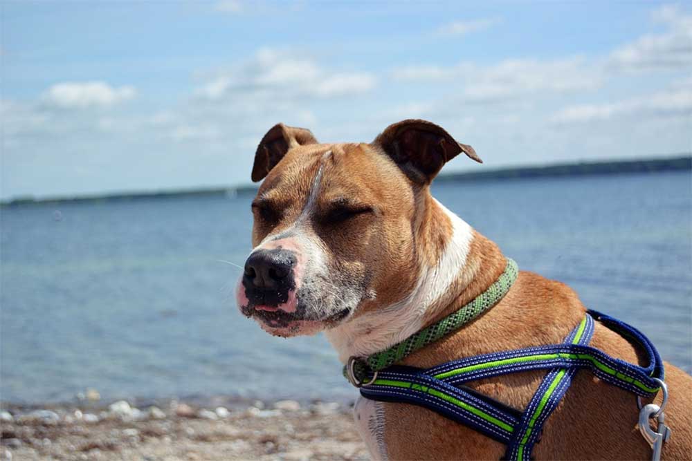 Do staffies like swimming