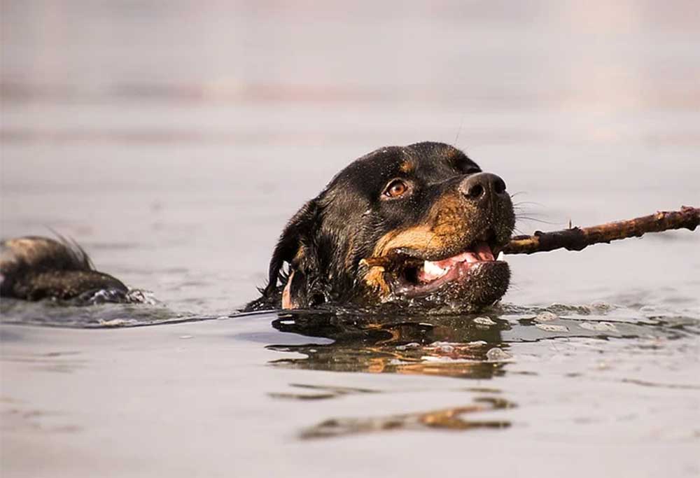 Do staffies like swimming. Jpg1