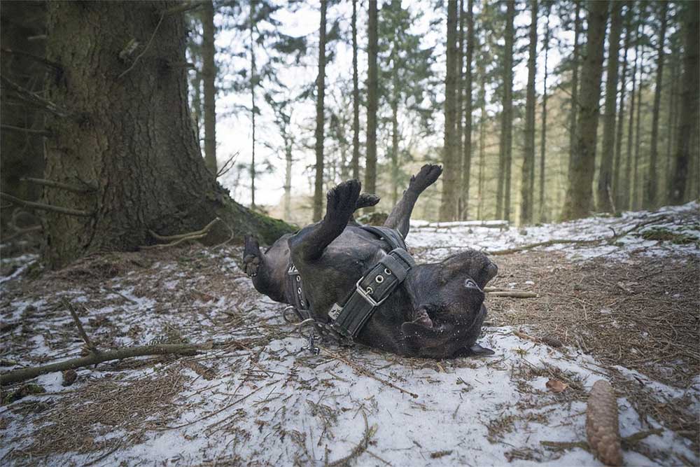 Do staffies like the cold