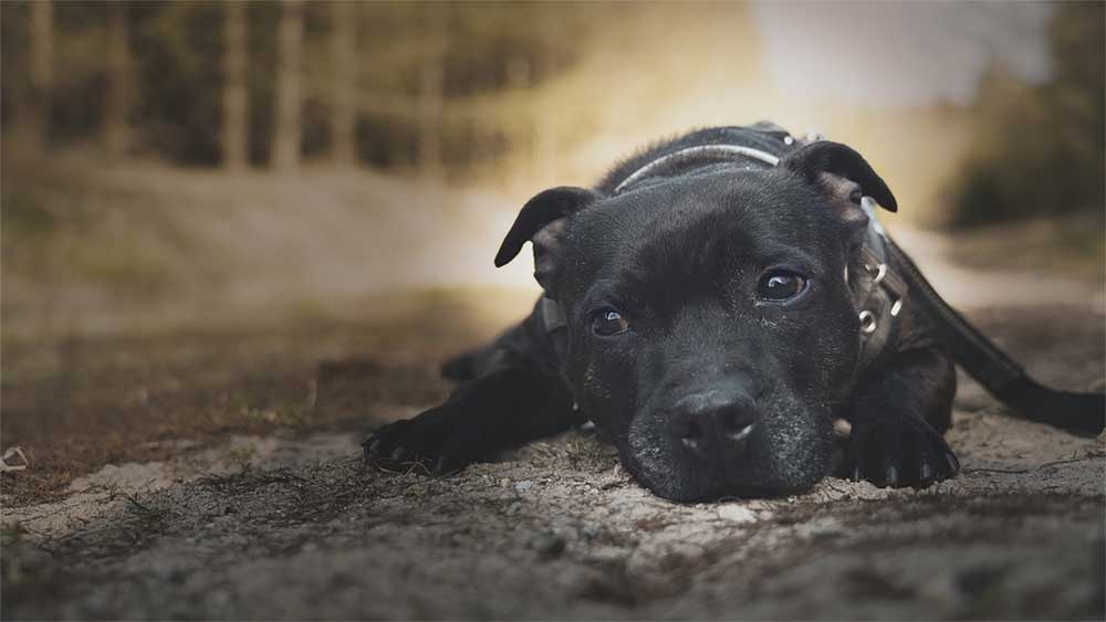 Staffordshire Bull Terrier Dog Breed Information, 52% OFF