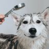 Do dogs prefer baths or showers