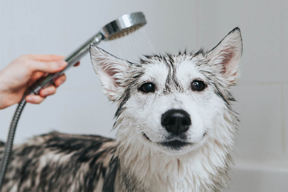 Do dogs prefer baths or showers