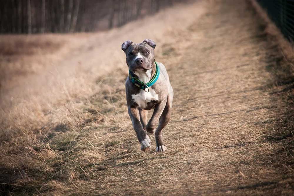 Do staffies like long walks