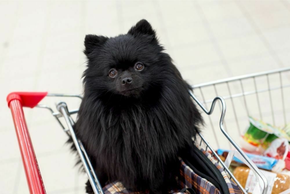 Does costco allow dogs in their stores