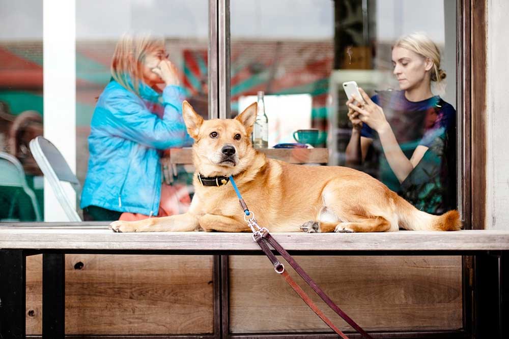 23-can-you-bring-dogs-to-lowes-home