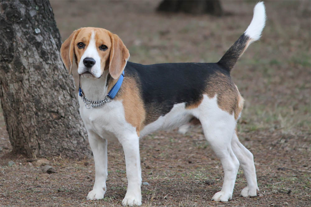 Does my beagle always stink