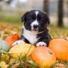 Does pumpkin make dogs poop