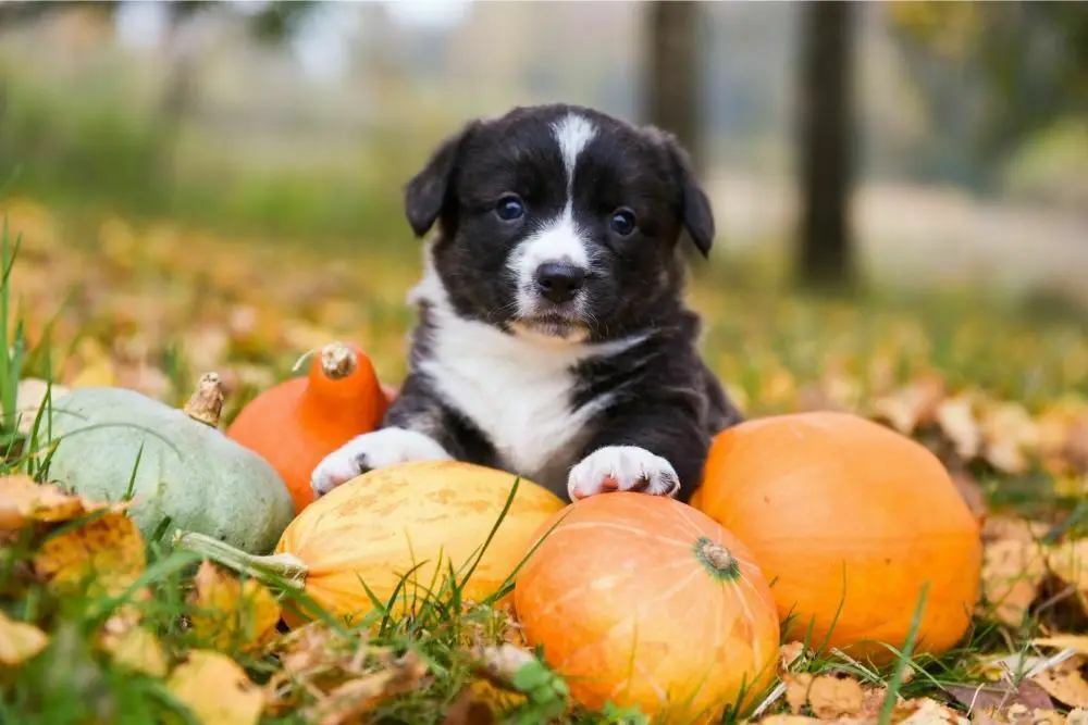Does pumpkin make dogs poop