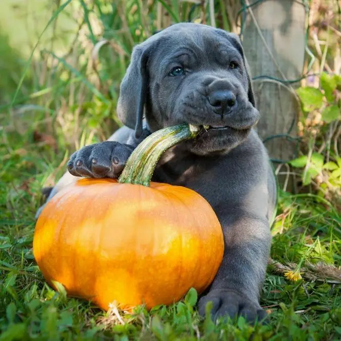 Does pumpkin make dogs poop1