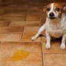 Does vinegar stop dogs from peeing in the house