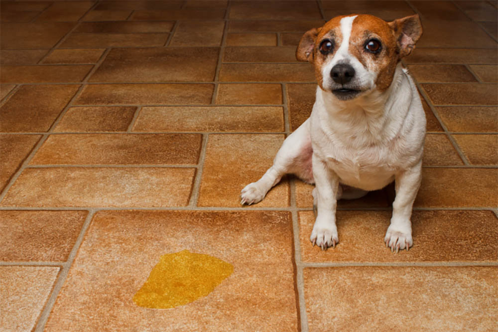 Does vinegar stop dogs from peeing in the house