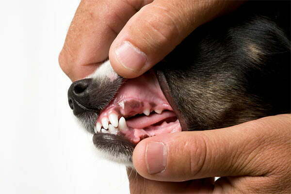 23 Dog Breeds With Black Gums and Black Mouths - PetDT