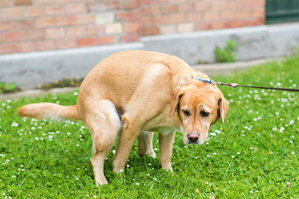 Dog hold its poop