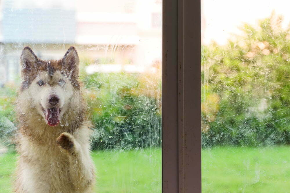 How to protect a glass door from dog scratches