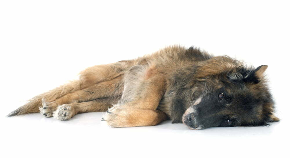 Euthanize a dog with liver failure