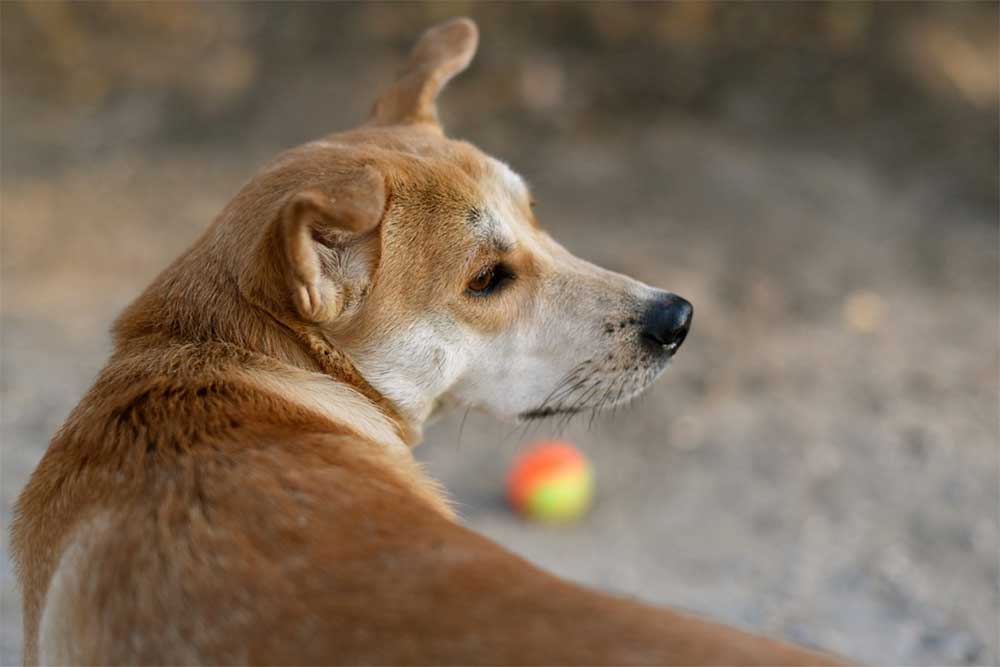 dog swallowed stuffed animal