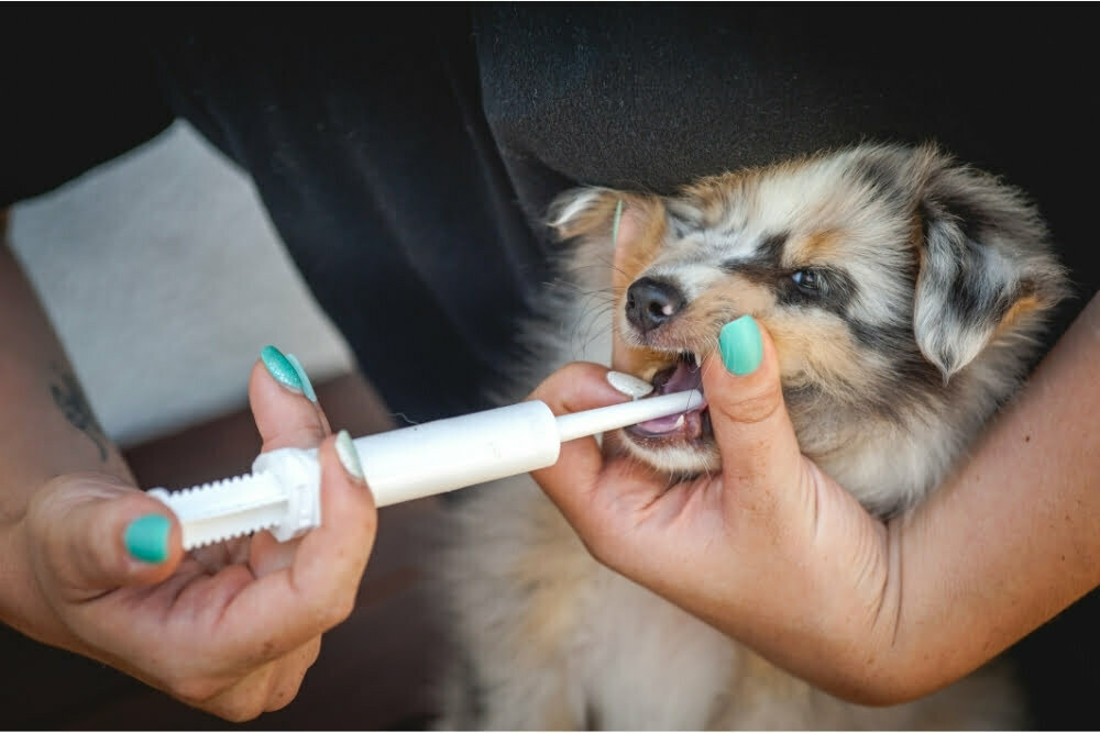 Everything you need to know about puppy worming