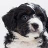 Find my bernedoodle breeders by state