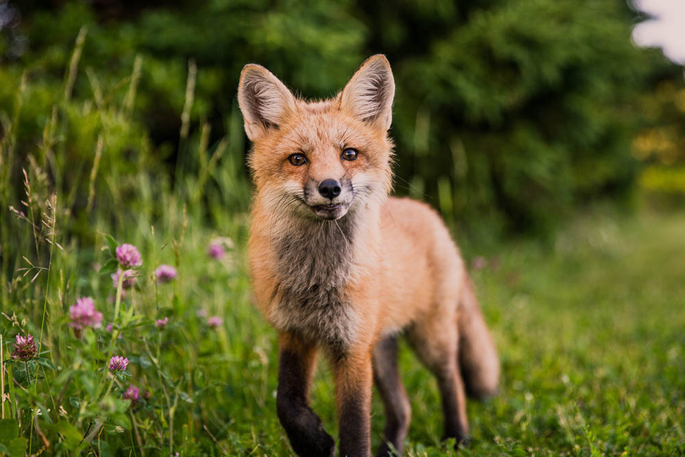 Foxes interested in eating or attacking your dog