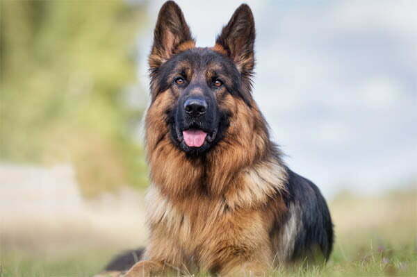 German shepherd black gums