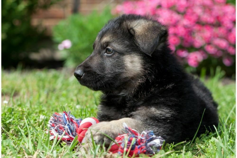 German shepherd teething stages age baby teeth timeline2