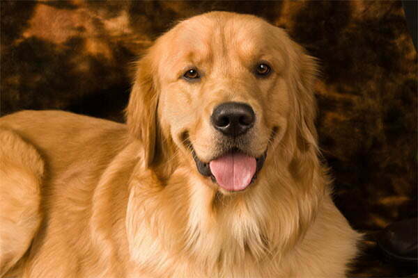 Golden retriever