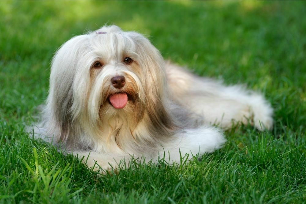 Havanese