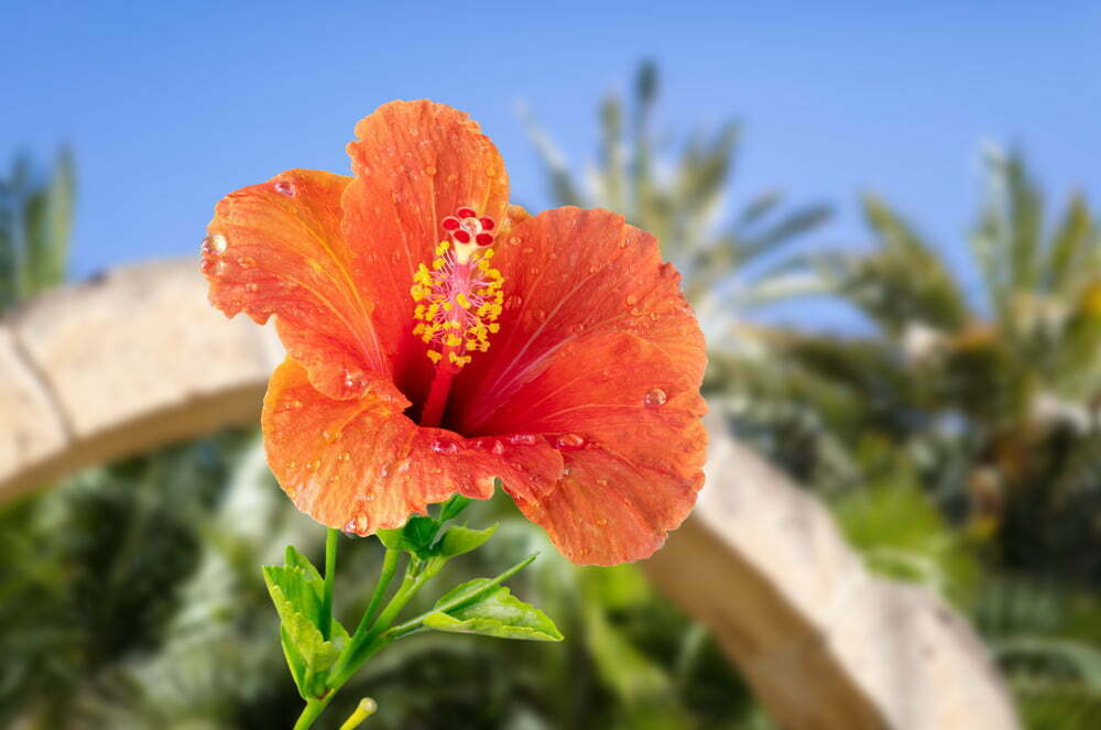 Are Hibiscus Plants Poisonous To Cats And Dogs