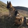 How active are german shepherds