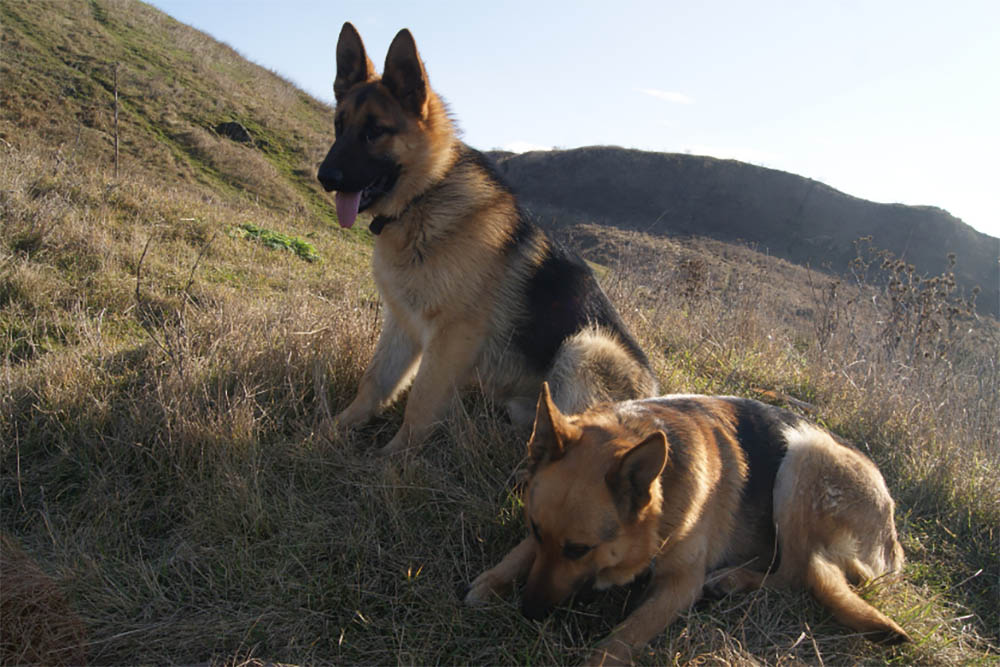 How active are german shepherds