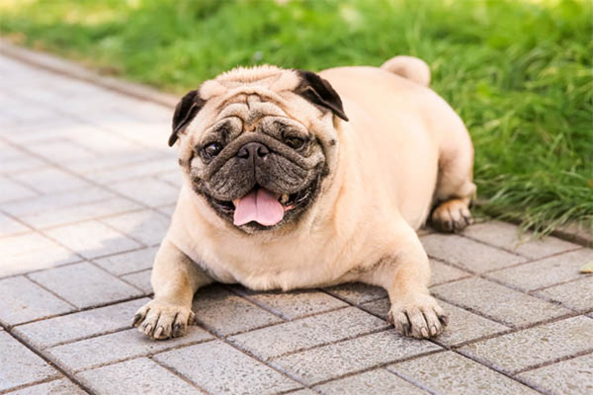 What Is The Ideal Weight For A Pug