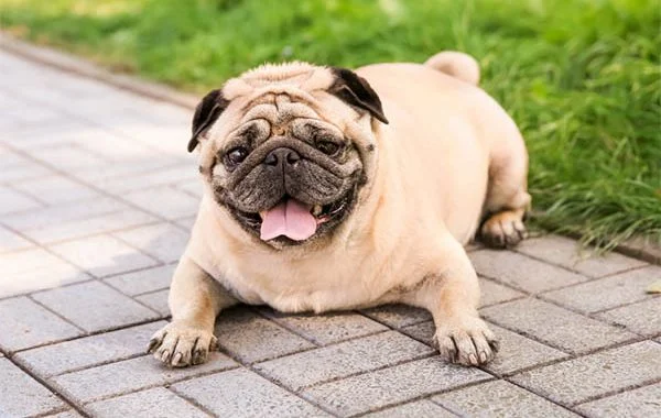 How do i know if my pug is overweight