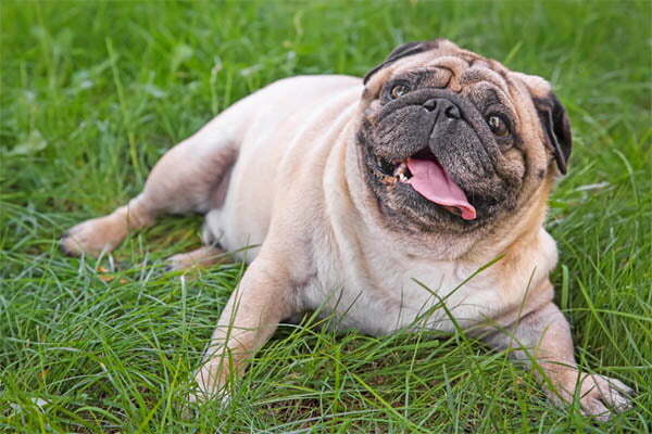 Pug laying in the grass