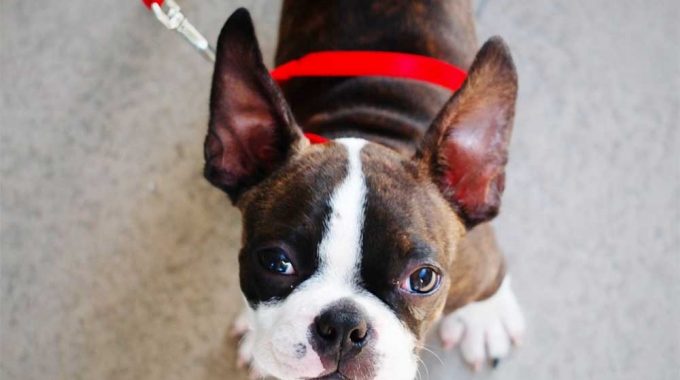 How do you train a boston terrier to walk on a leash 800