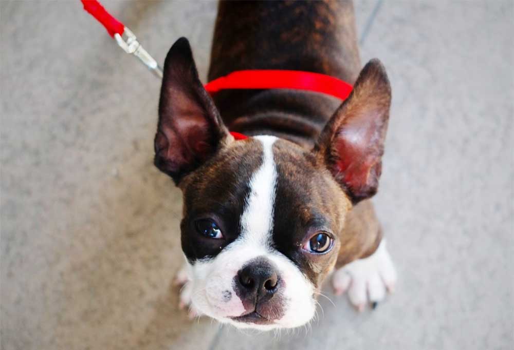 How do you train a boston terrier to walk on a leash 800