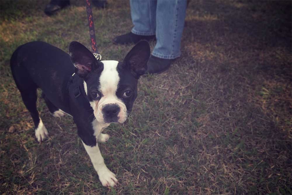 How do you train a boston terrier to walk on a leash