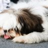How long are shih tzus pregnant for pregnancy calendar days