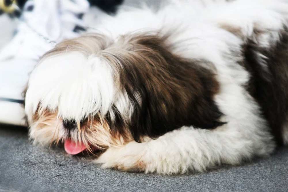 how can i tell if my shih tzu is pregnant