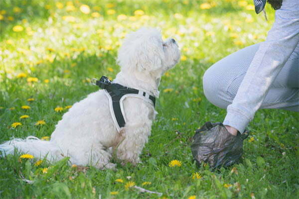 How long can a dog hold its poop