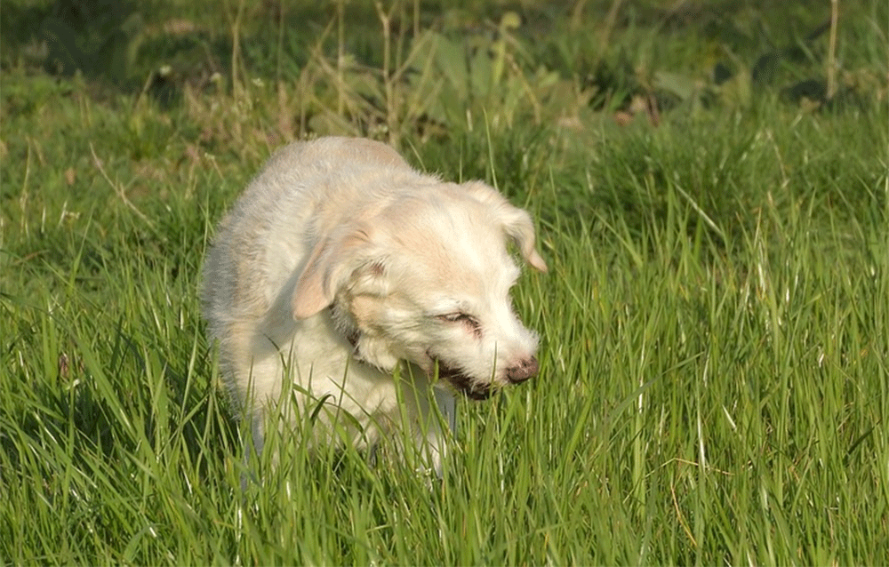 how long for dog poop to biodegrade