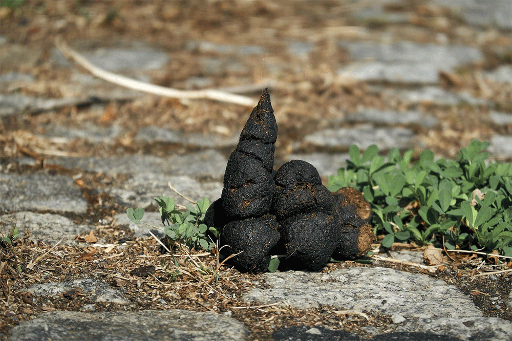 how long for dog poop to biodegrade