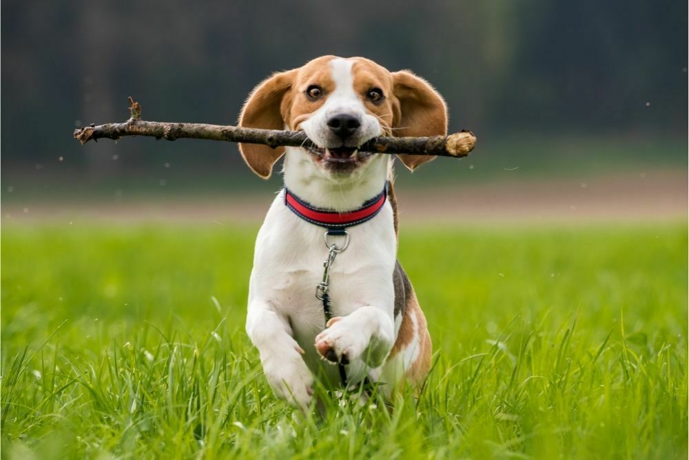 How long should a puppy chew on a bully stick